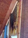 Cut Out Honeybee Removal