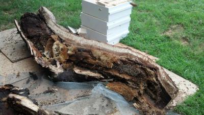 Bee Tree Removal