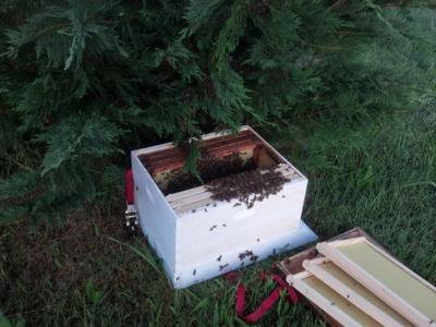 Honeybee Swarm Removal